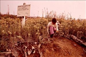 A child kneels down in a field of short plants. A sign behind them reads Grand Fir Plantation. Planted by Taholah Grade School. 5th and 6th graders 1970. 